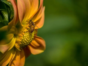 Orange, Close, bee, Colourfull Flowers
