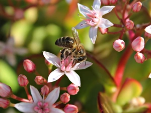 Close, Flowers, bee