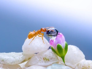 drop, Close, bud, floral, ant