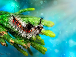 Close, Coloured, caterpillar