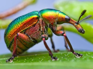 Close, color, cockchafer