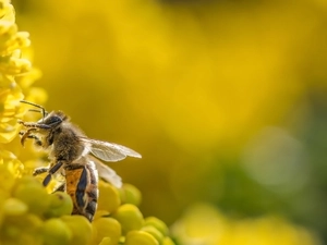 Colourfull Flowers, bee, Close