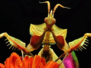 Colourfull Flowers, mantis, Close
