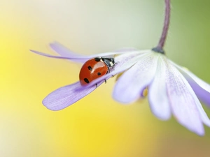 Colourfull Flowers, ladybird, Close, African Daisy