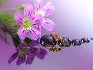 reflection, Close, drops, ant, Flowers