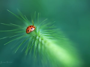 Close, ladybird, ear
