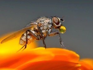 fly, Colourfull Flowers, Close