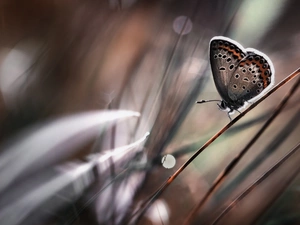 Close, butterfly, grass