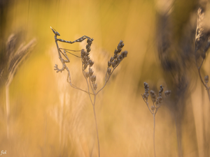 Close, mantis, grass