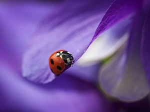 Close, ladybird, Insect