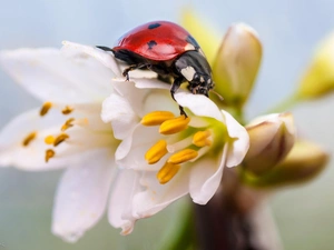 ladybird, Flowers, Close, White