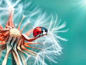 ladybird, puffball, Close, dandelion