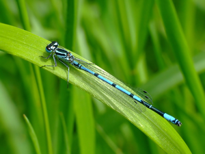 dragon-fly, Leaf, Close, Common blue damselfly