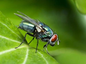 Close, fly, leaf