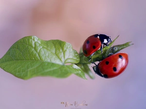 Close, ladybugs, leaf