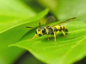 Close, wasp, leaf