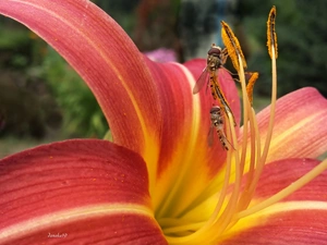 rods, Close, lily, Vespidae, Red