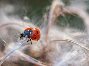 Close, ladybird, plant