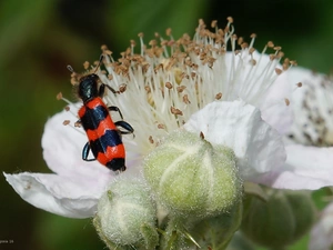 Colourfull Flowers, Insect, cockchafer
