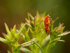 Insect, plant, Close, cockchafer