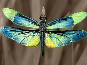 Coloured, dragon-fly