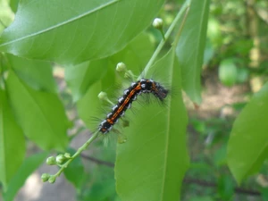 preying, caterpillar, Leaf, Coloured