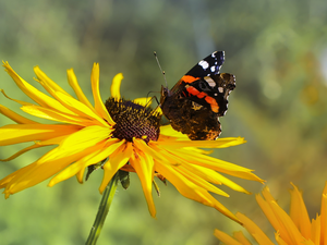 butterfly, Mermaid Admiral, Colourfull Flowers, Rudbeckia, Yellow