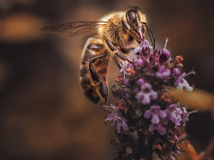 Colourfull Flowers, bee