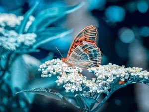 Colourfull Flowers, butterfly