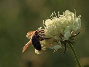 trefoil, Colourfull Flowers, Insect, bee