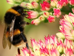 Insect, Colourfull Flowers, wings, bittern