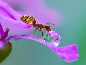 ant, Colourfull Flowers, Close, drop