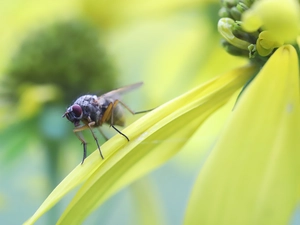 fly, Colourfull Flowers, Close, Insect