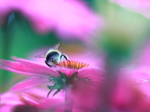 dumbledor, Colourfull Flowers, echinacea, Insect