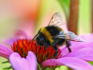 dumbledor, Colourfull Flowers, echinacea, Insect