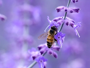 bee, Colourfull Flowers, blur, Violet