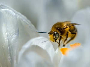 bee, Colourfull Flowers, Close, White
