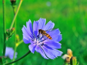 Colourfull Flowers, fly
