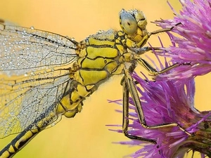 dragon-fly, wings, Colourfull Flowers, tail