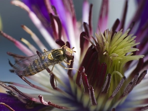 Colourfull Flowers, wasp