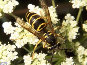common Wasp, Flowers