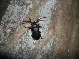 cork, Insect, cockchafer