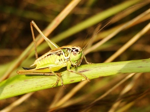 Insect, Roesels bush-cricket, female, grasshopper