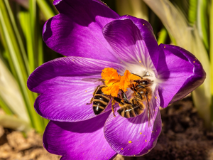 Bees, Colourfull Flowers, crocus