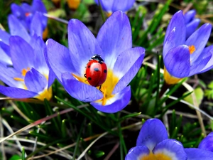 crocuses, ladybird