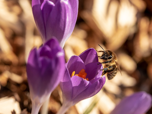 purple, bee, Close, crocuses