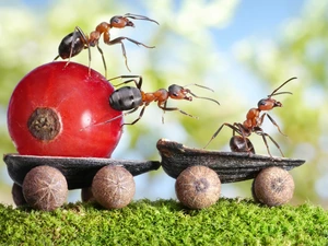 trolley, currant, Close, ants, Funny