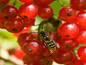 currants, wasp