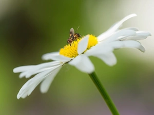 fly, Colourfull Flowers, Daisy