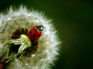 Dandelion, ladybird, an